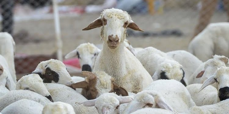 Katar’a koyun ihracı: Bayrama kesilecek hayvan bulunmayacak