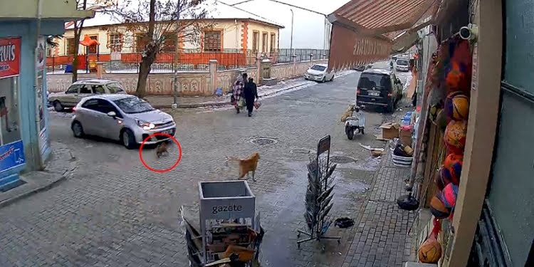 Otomobiliyle yavru köpeği ezdi