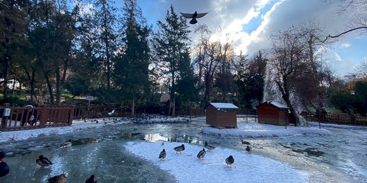Başkentin simgesi Kuğulu Park buz tuttu