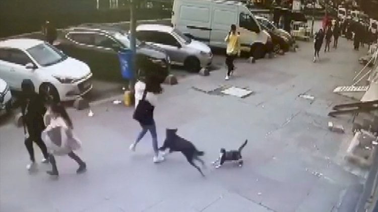 İlginç olay… Kediden kaçan köpek çarptığı kadını düşürdü