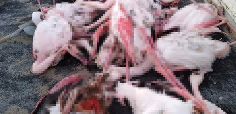 ivriz-baraj-golunde-12-flamingo-olu-bulundu-_1524_dhaphoto1