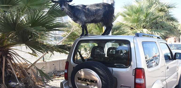 Keçiler kaçtı, arabalara çıktı
