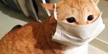 kedi-1
