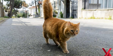 kedi-1