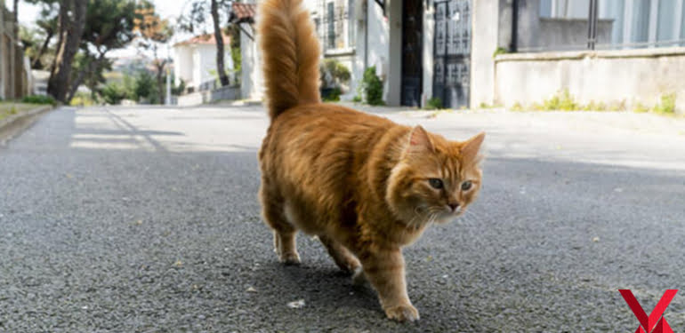 kedi-1