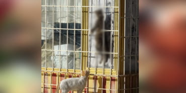 kedi-2