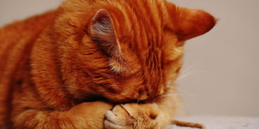 kedi-aids-veryansintv
