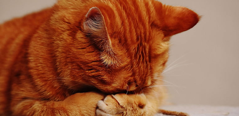 Kedi AIDS hastalığı (FIV)