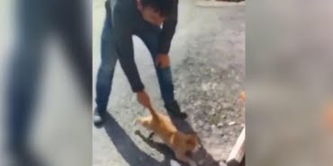 kedi-eziyet