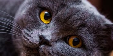 kedi-kapak-veryansintv