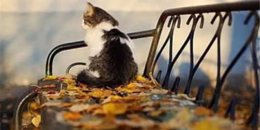 kedi-veryansintv