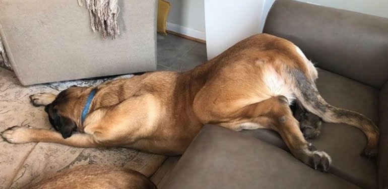 Köpeklerin komik uyku halleri