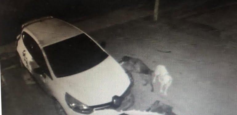 Kedi kovalayan köpekler otomobilin tamponunu parçaladı