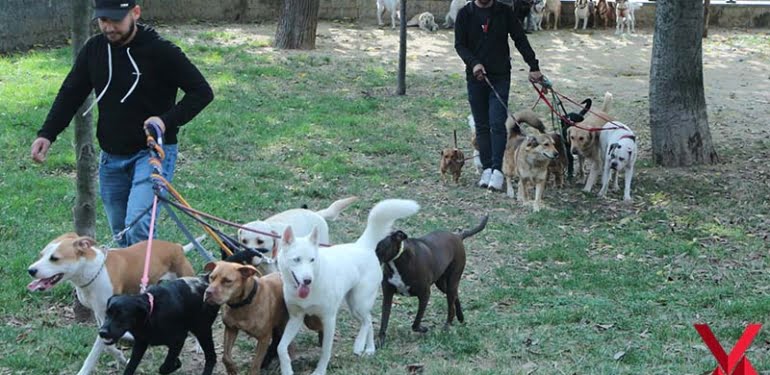 kopekleri-gezdiriyor-ayda-5-6-bin-lira-kazaniyorlar...-100e-yakin-musterisi-olan-bile-var-_7692_dhaphoto1