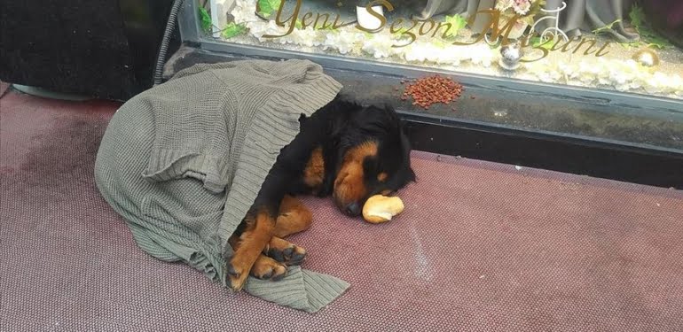 Kaldırımda yatan köpeğin üzerine hırka örttüler