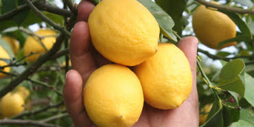 koronavirus-limona-talebi-artirdi-dalinda-kilosu-5-liraya-cikti-veryansintv