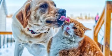 koronavirus-sonrasi-kedi-kopek-etini-yasakladilar