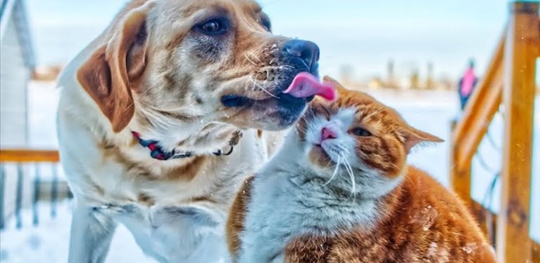 koronavirus-sonrasi-kedi-kopek-etini-yasakladilar