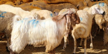 kurban