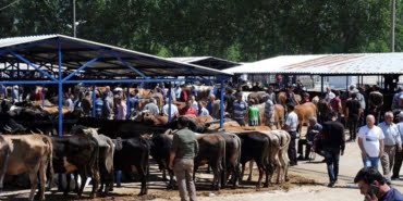 kurban-pazari