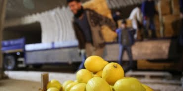 limon-agaci-bulunmayan-beldeden-yilda-4-milyon-sandik-limon-satiliyor