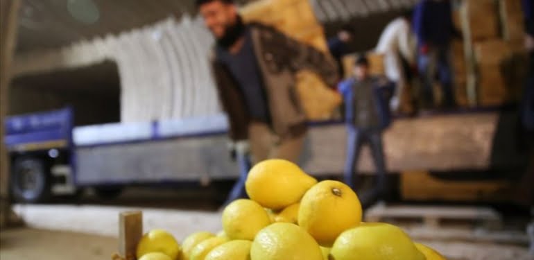 limon-agaci-bulunmayan-beldeden-yilda-4-milyon-sandik-limon-satiliyor