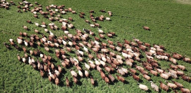 Köylüye bir fatura daha… Artık hayvan otlatmak parayla!