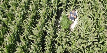 misirlarin-arasindaki-hint-kenevirleri-dronela-bulundu_1536_dhaphoto1