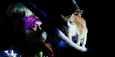 moskova-kedi-veryansin