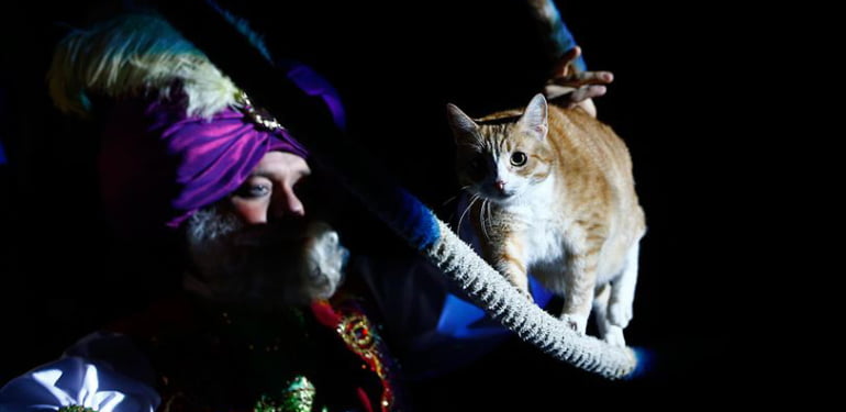 Moskova Kedi Tiyatrosu’nda 200 kedi
