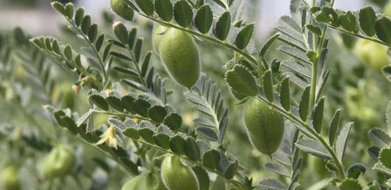 Buğday alanlarına nohut ekilince ithalatı patladı!
