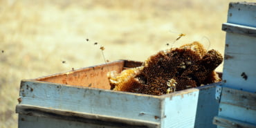 odullu-aricinin-kovanlarina-ayilardan-2nci-saldiri-_7882_dhaphoto2