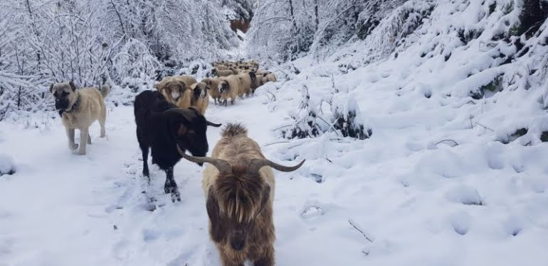 Ordu yaylaları beyaza büründü