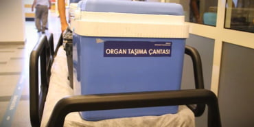 organ