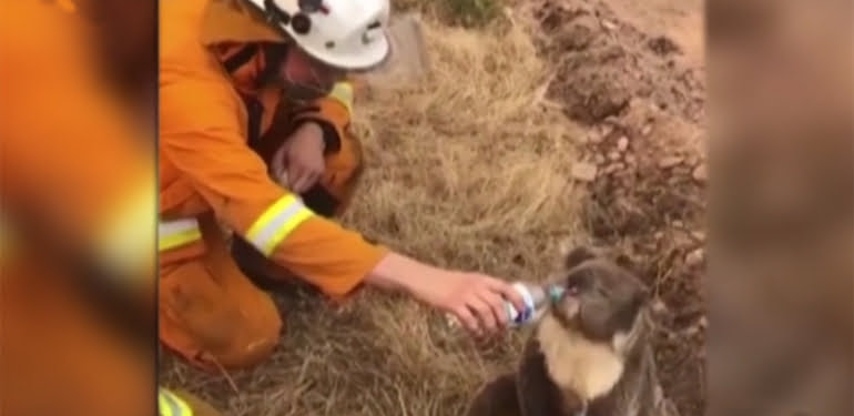Orman yangınından kurtulan koala su içerek serinledi