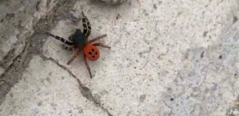 Ankara’da ‘örümcek’ paniği
