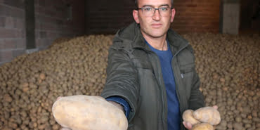 patates
