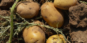 patates-veryansintv