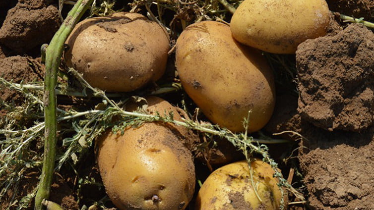 patates-veryansintv