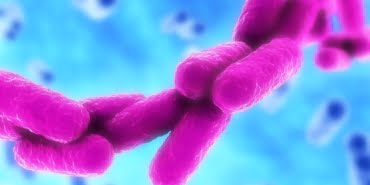 rod-shaped-bacteria