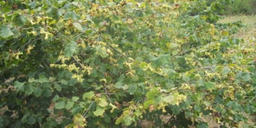 ruyada-findik-agaci-gormek-800x445-1