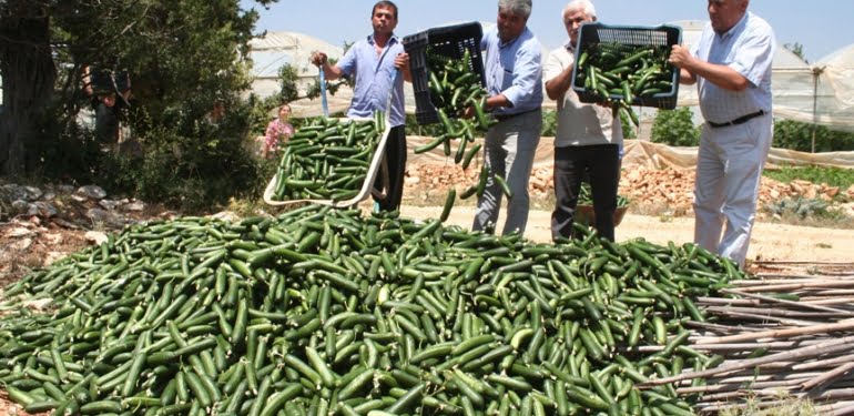 7 kilo salatalık=1 bardak çay