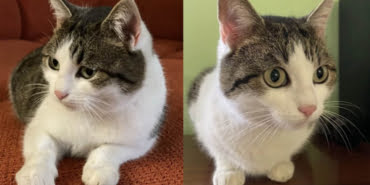 sifaci-kedi-veryansintv