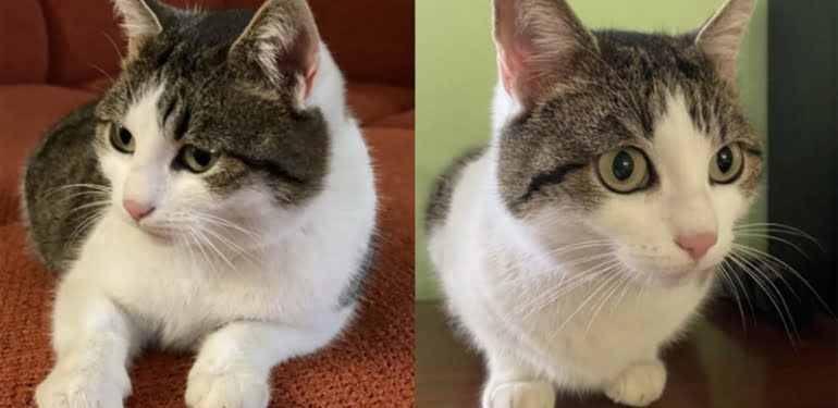 sifaci-kedi-veryansintv