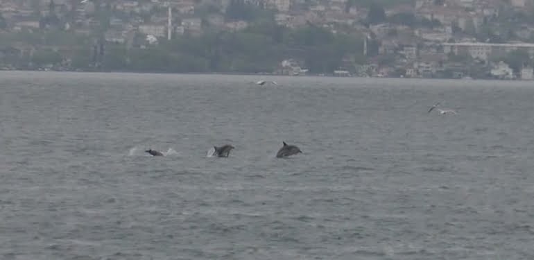 Tarabya Sahili’nde yunusların dansı kamerada