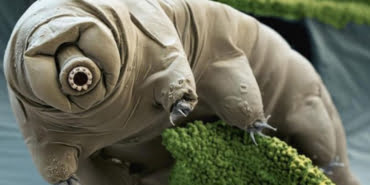 tardigrat