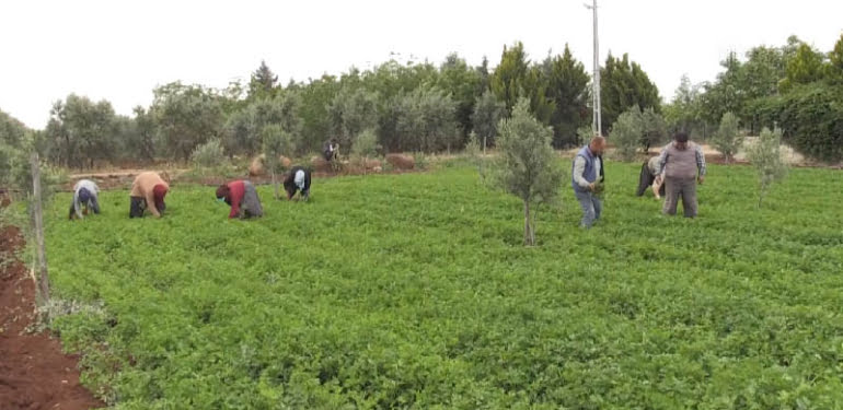 1 Mayıs’ı tarlada çalışarak geçiriyorlar