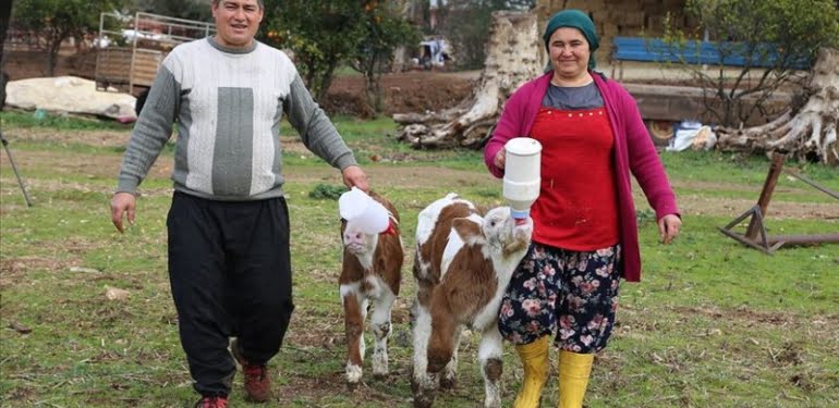 Tektaş yerine buzağıyı seçti! Çiftlik sahibi oldu