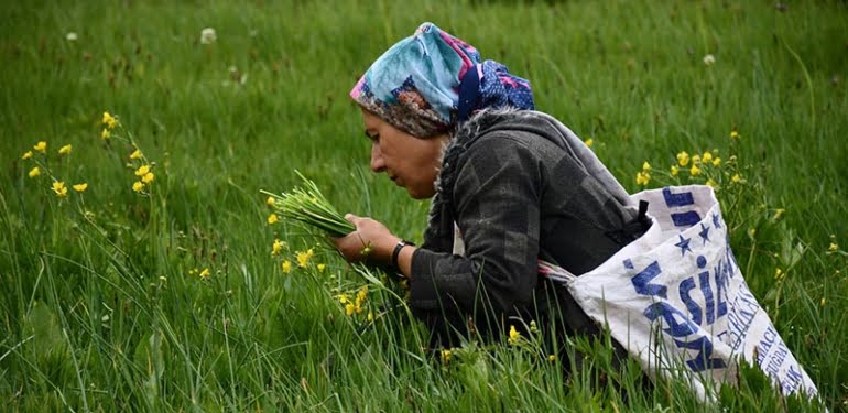 Terörden arındırılan Faraşin Yaylası, bölge halkının geçim kaynağı oldu