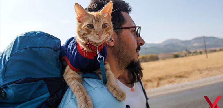 Sevimli ‘Azman’ otostopla Türkiye’yi geziyor